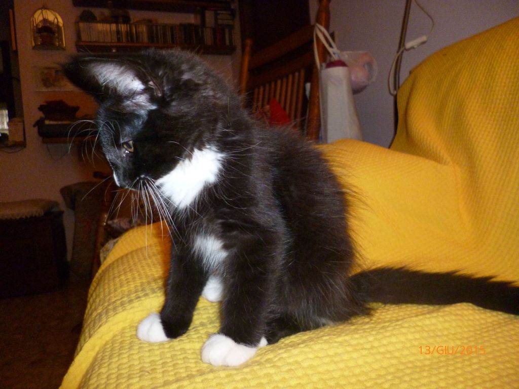 Gatti Norvegesi - cuccioli