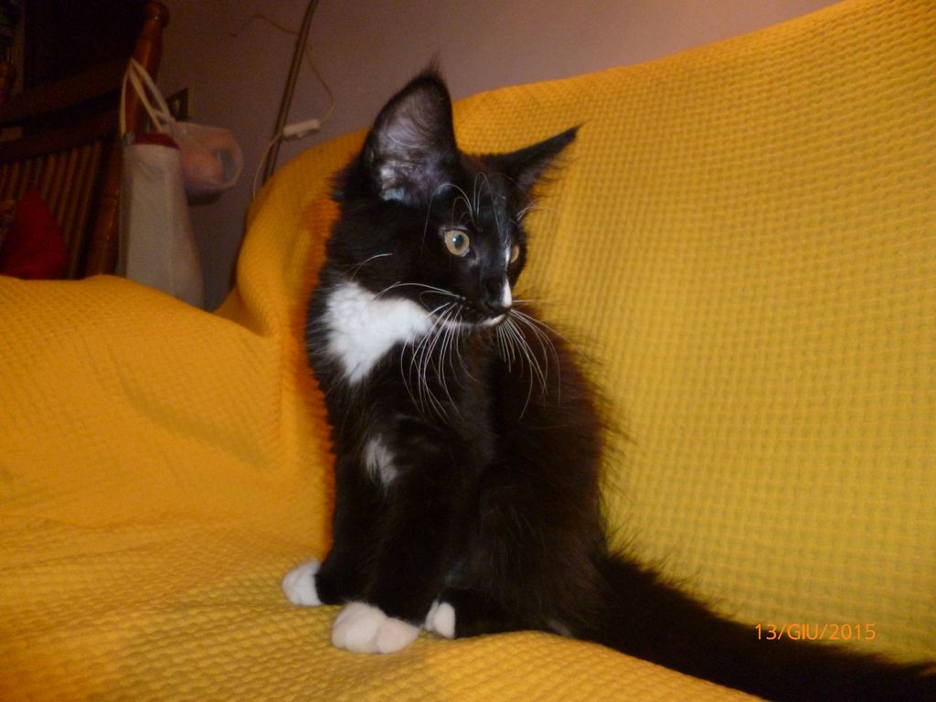 Gatti Norvegesi - cuccioli