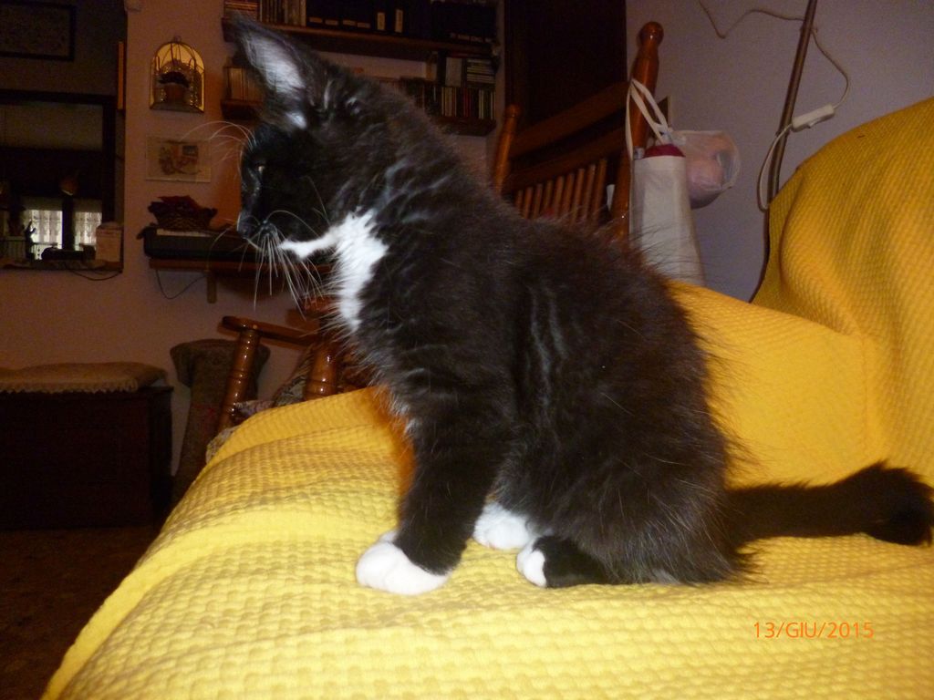 Gatti Norvegesi - cuccioli