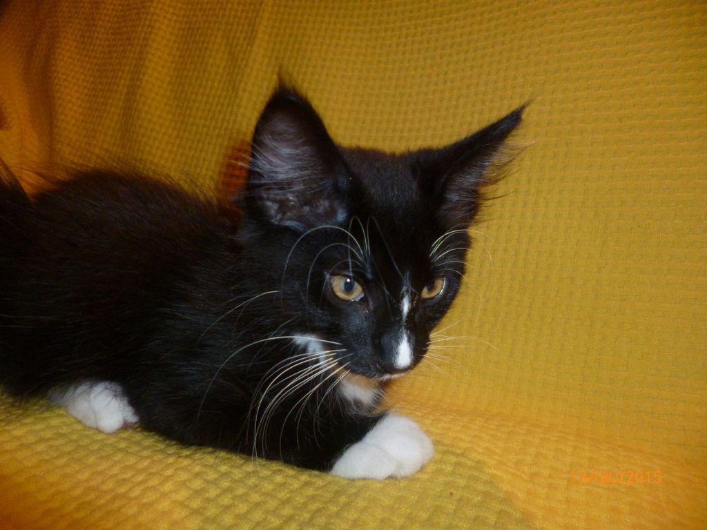Gatti Norvegesi - cuccioli