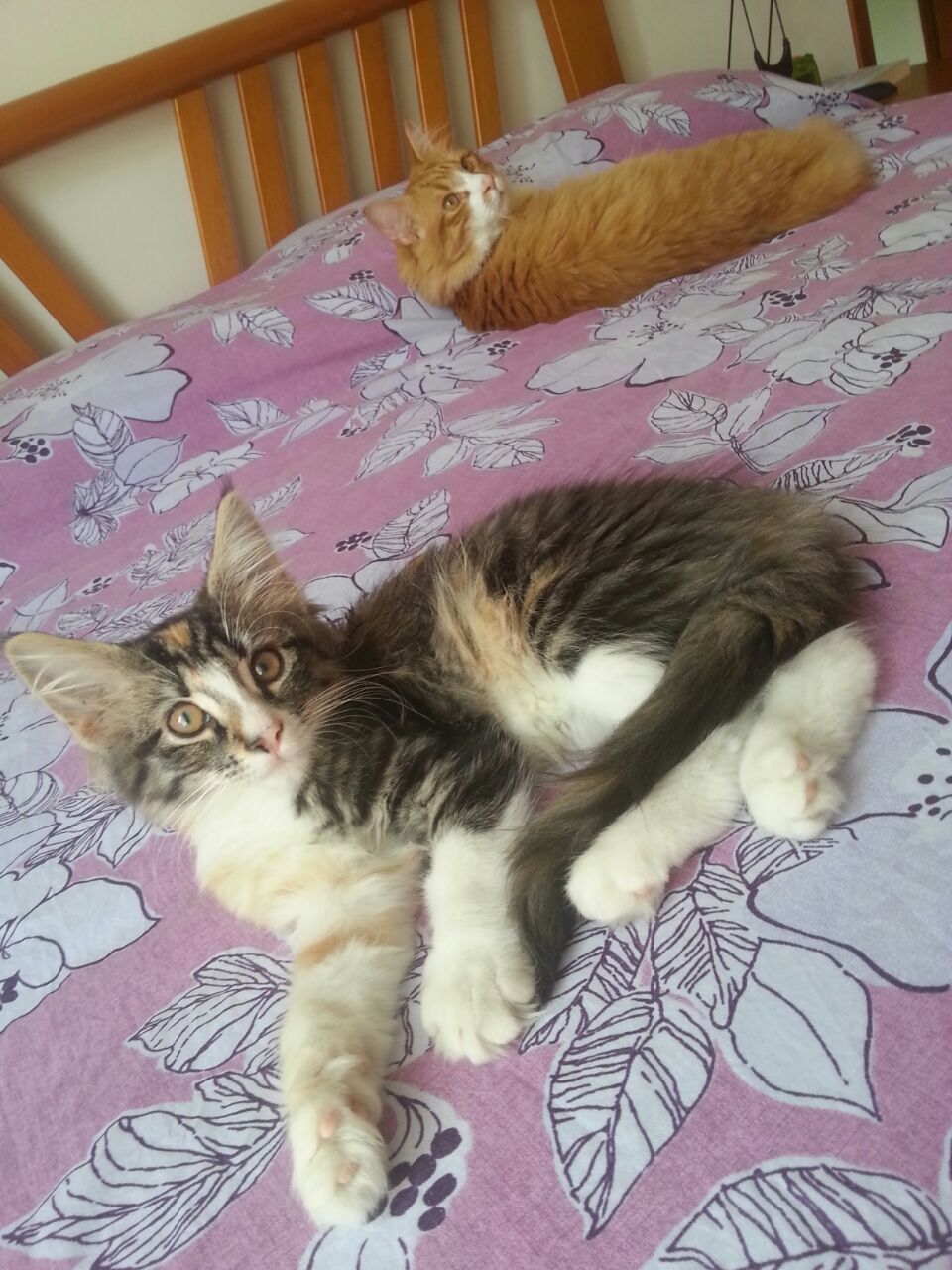 Gatti Norvegesi - cuccioli