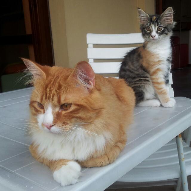 Gatti Norvegesi - cuccioli
