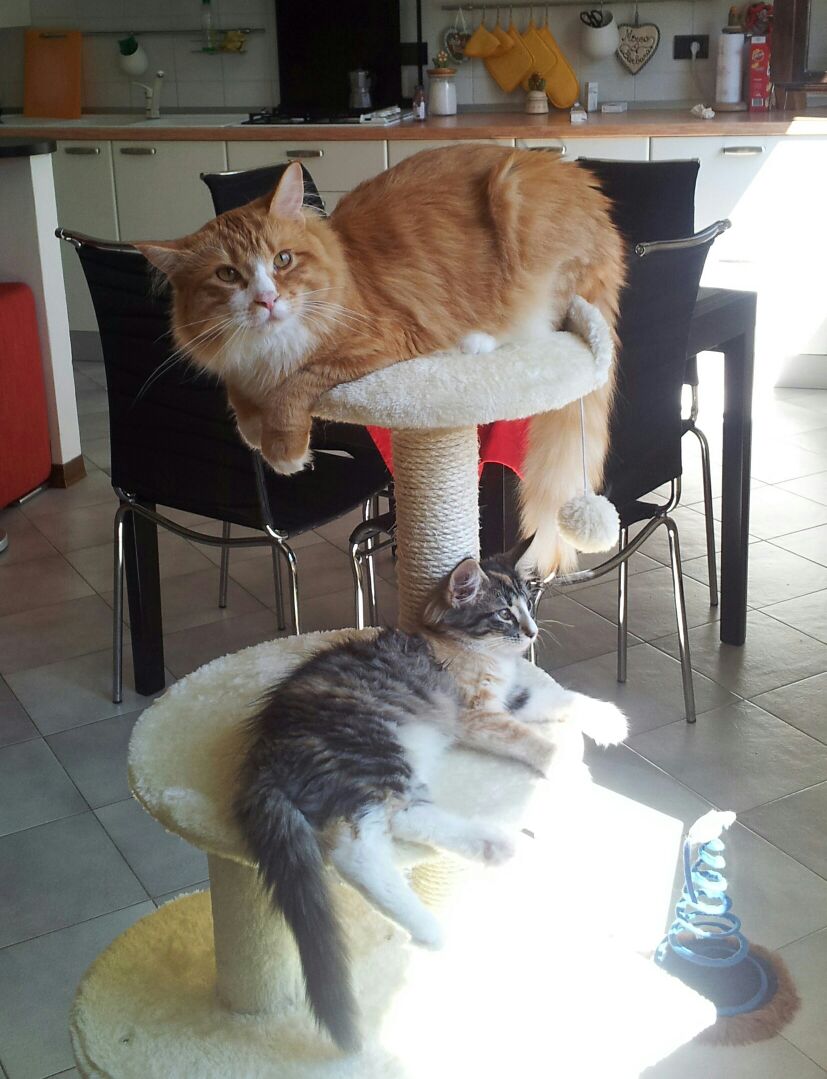 Gatti Norvegesi - cuccioli