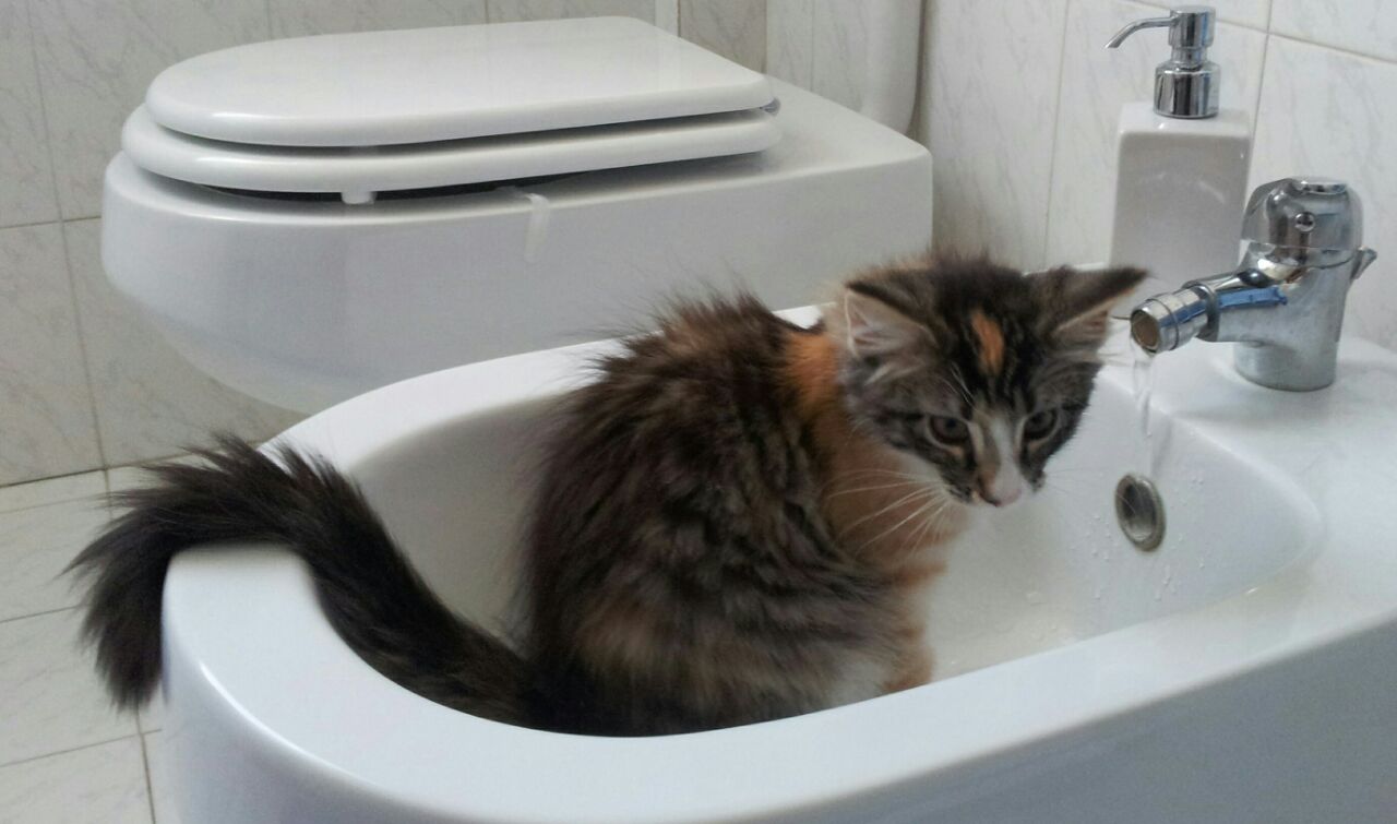 Gatti Norvegesi - cuccioli