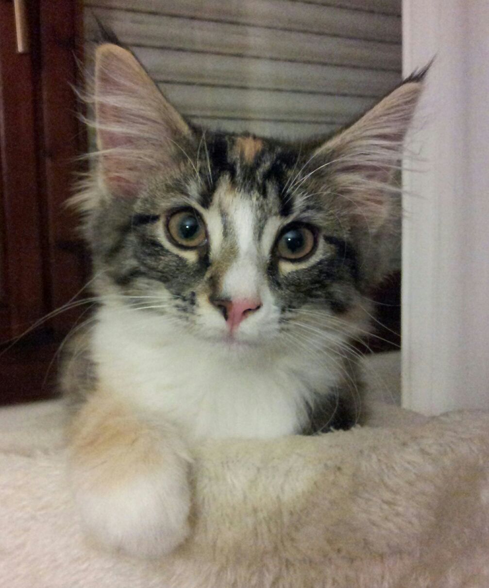 Gatti Norvegesi - cuccioli