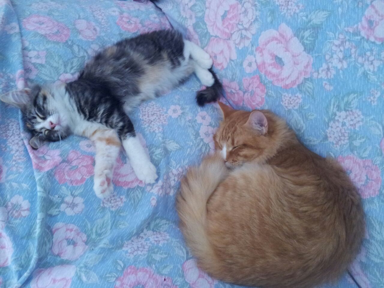 Gatti Norvegesi - cuccioli