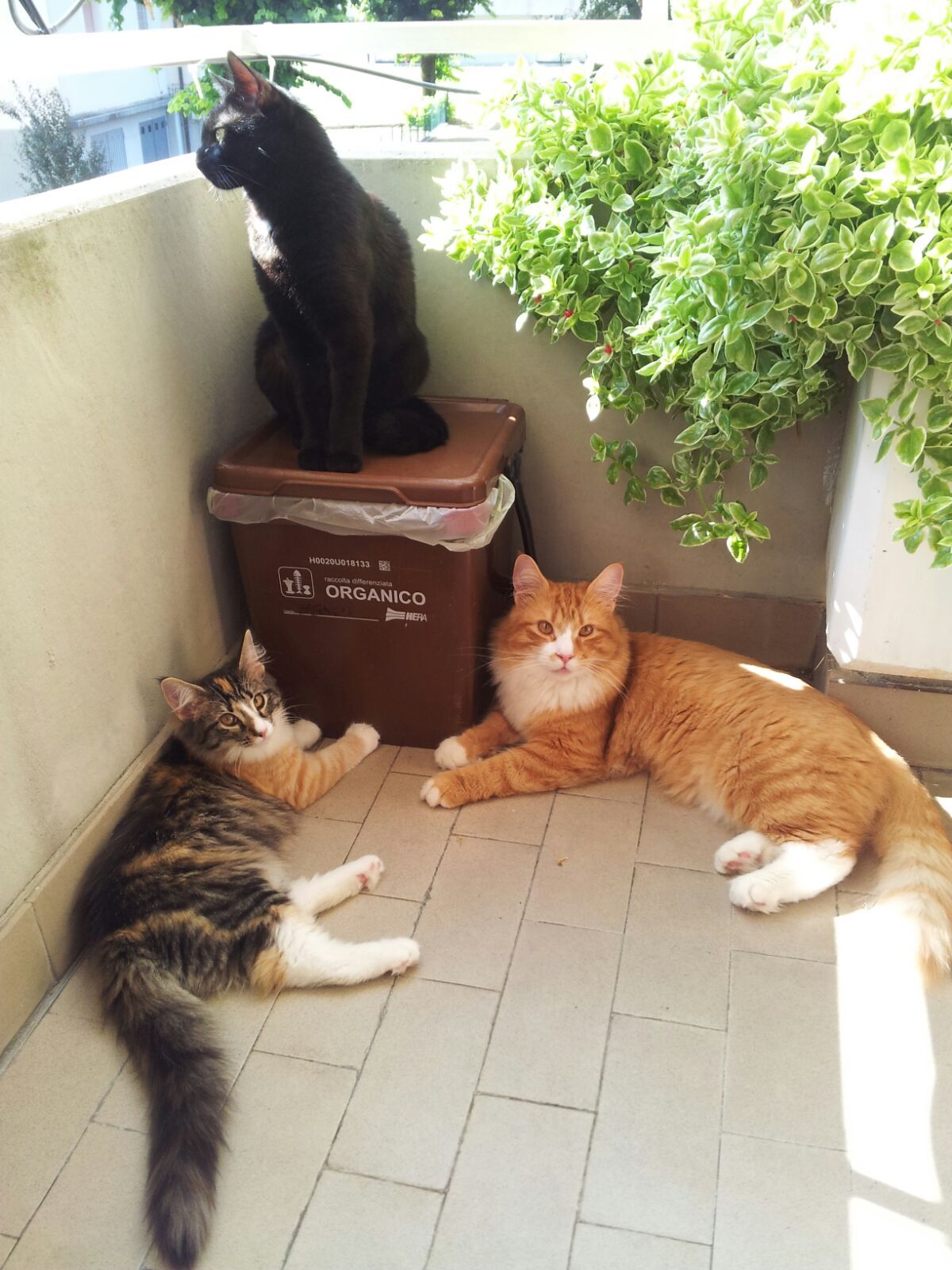 Gatti Norvegesi - cuccioli
