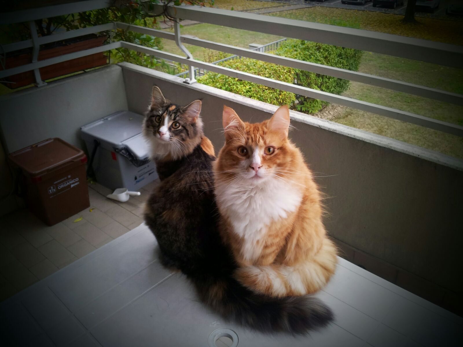 Gatti Norvegesi - cuccioli