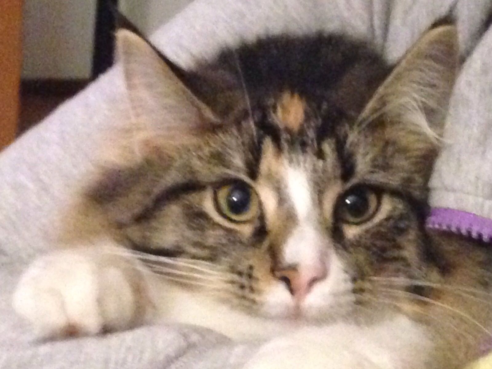 Gatti Norvegesi - cuccioli