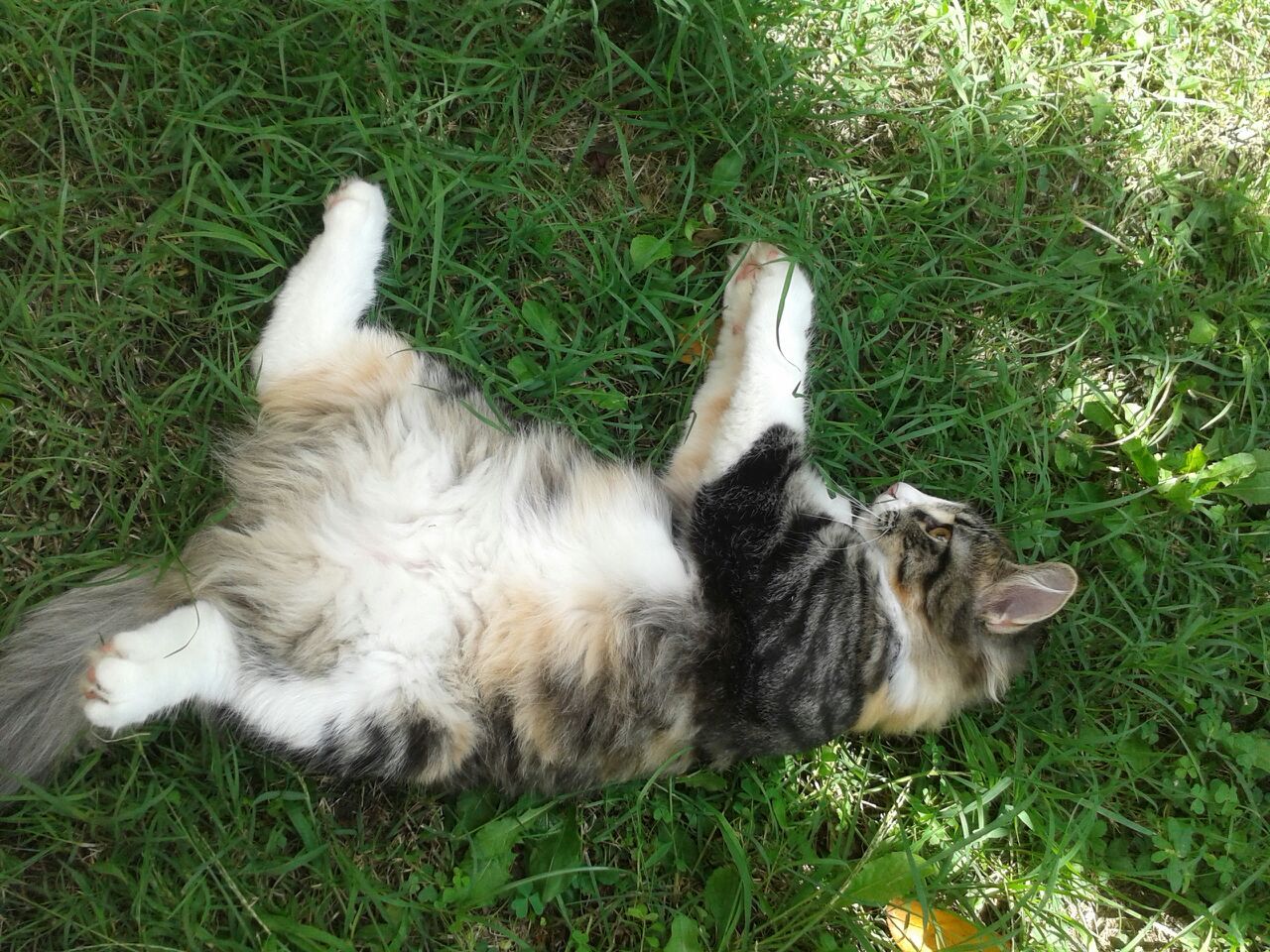 Gatti Norvegesi - cuccioli