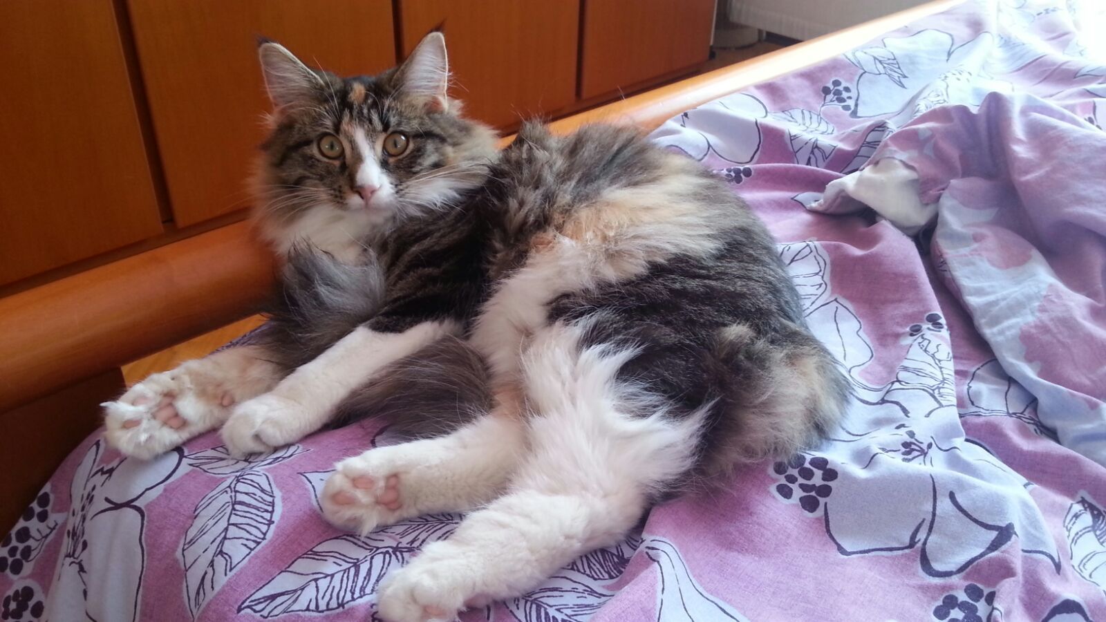 Gatti Norvegesi - cuccioli
