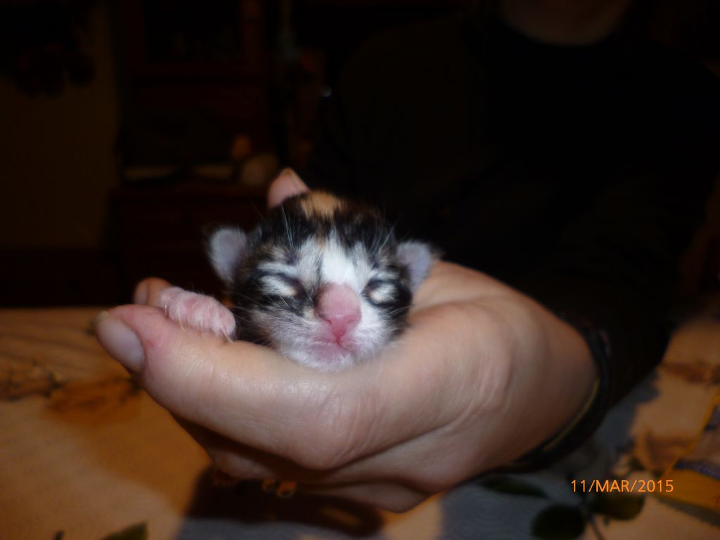 Gatti Norvegesi - cuccioli