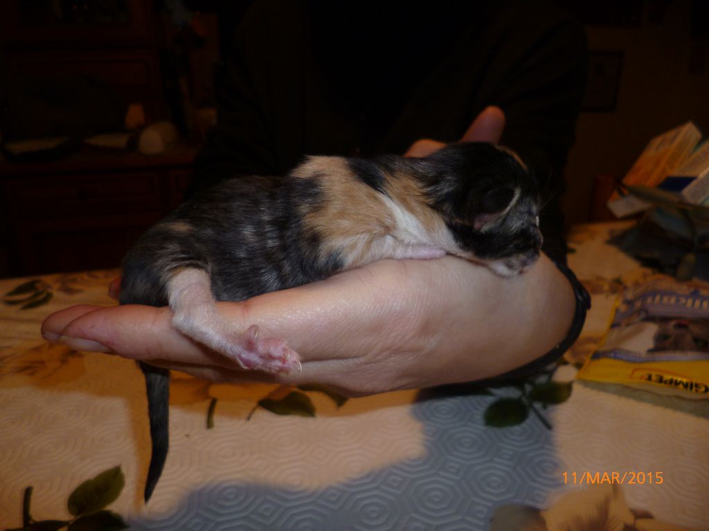 Gatti Norvegesi - cuccioli