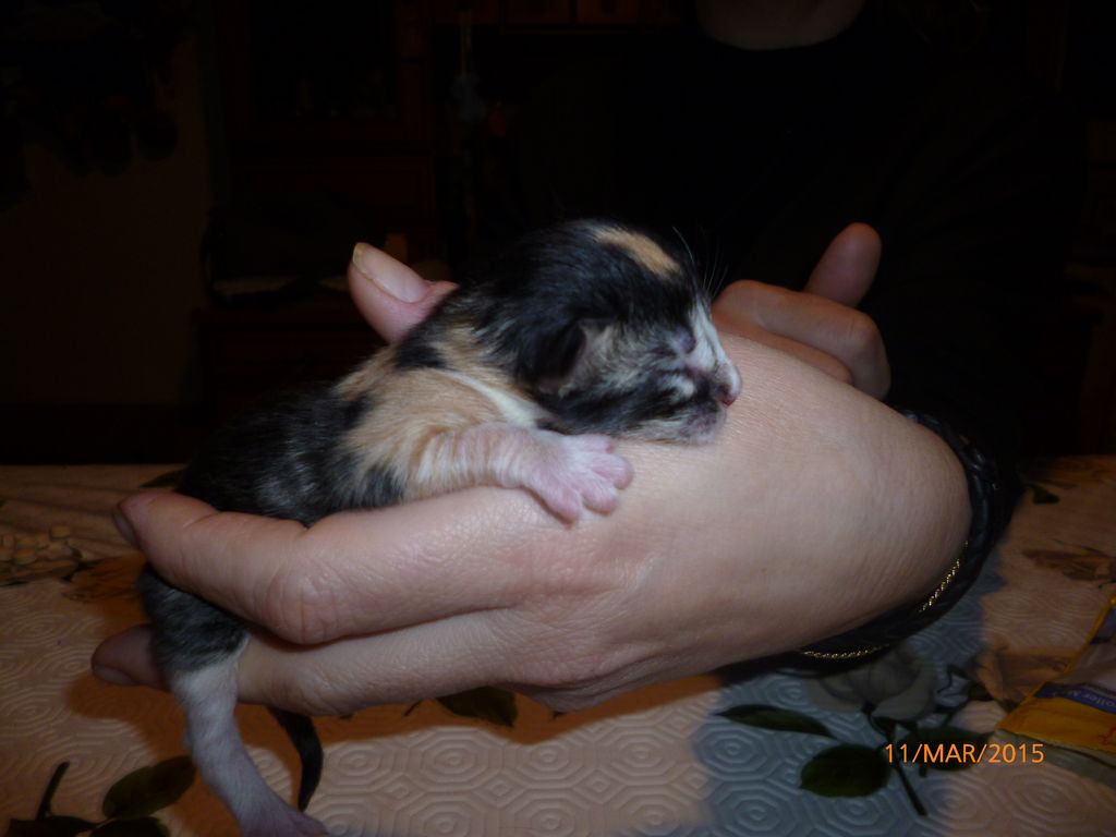 Gatti Norvegesi - cuccioli
