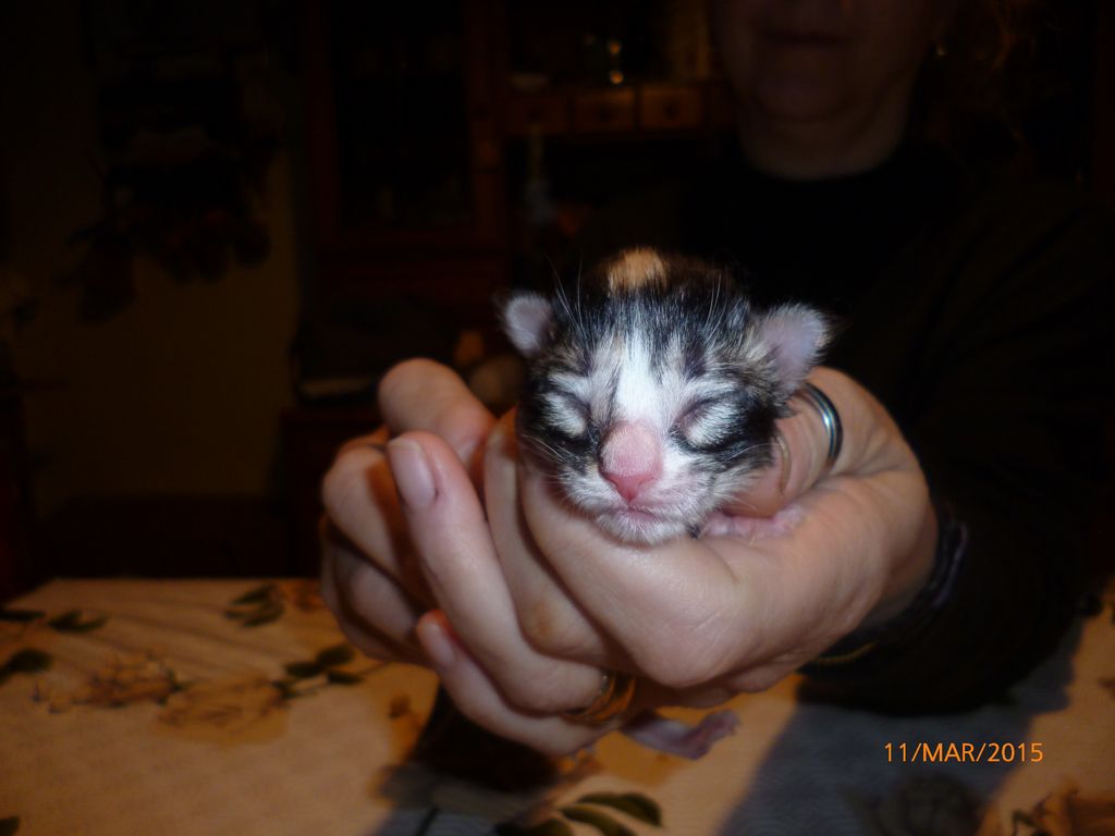 Gatti Norvegesi - cuccioli