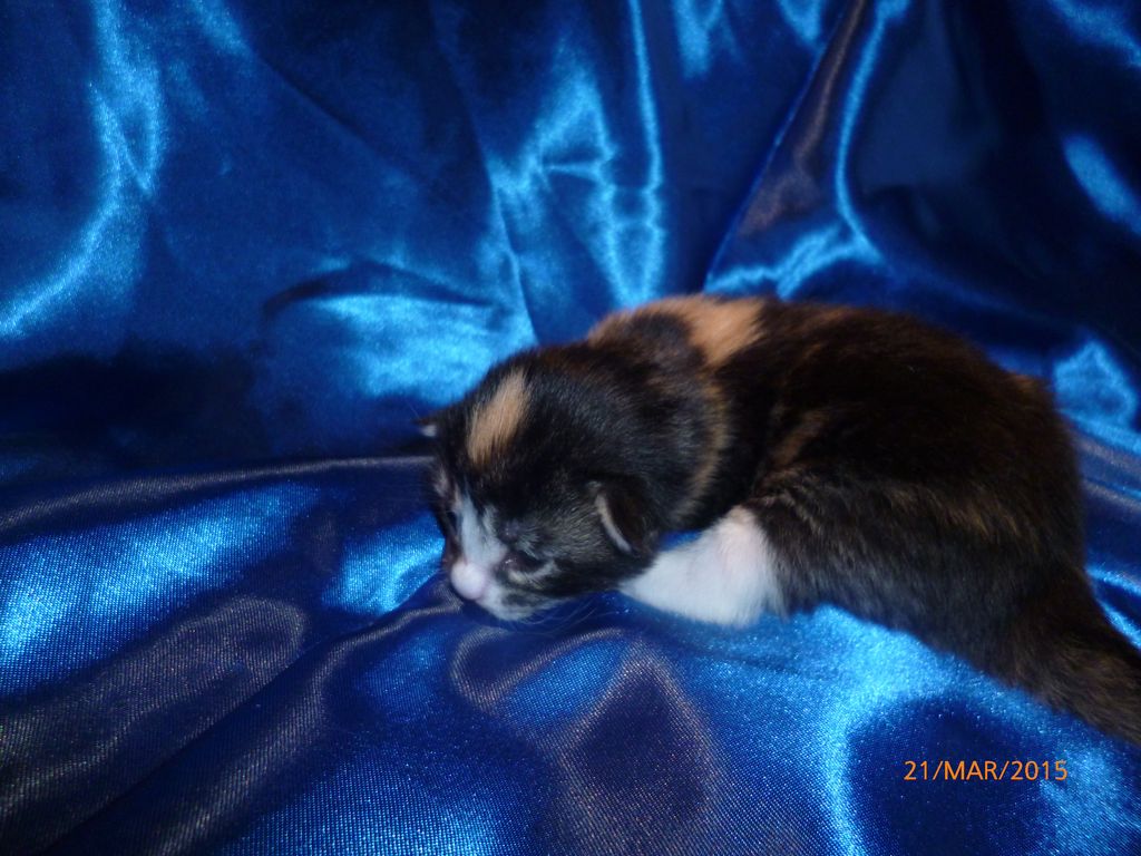 Gatti Norvegesi - cuccioli