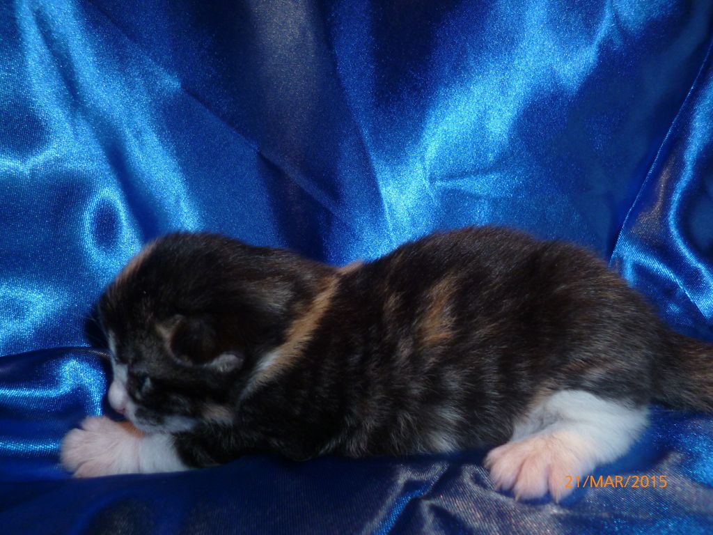 Gatti Norvegesi - cuccioli