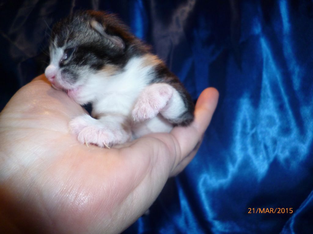 Gatti Norvegesi - cuccioli