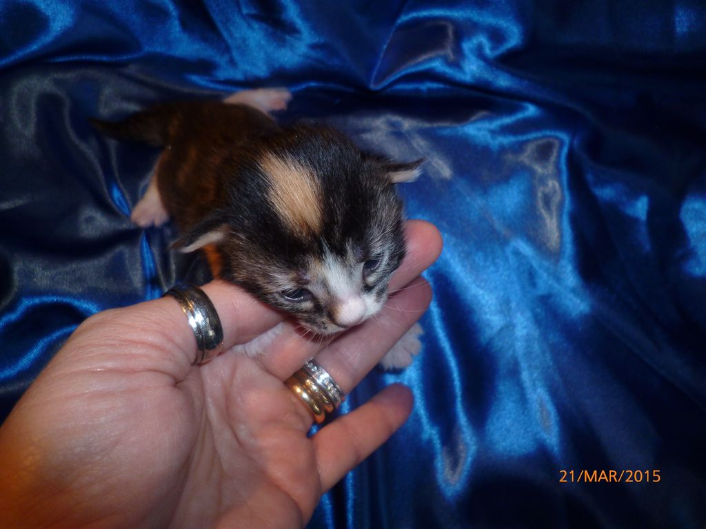 Gatti Norvegesi - cuccioli