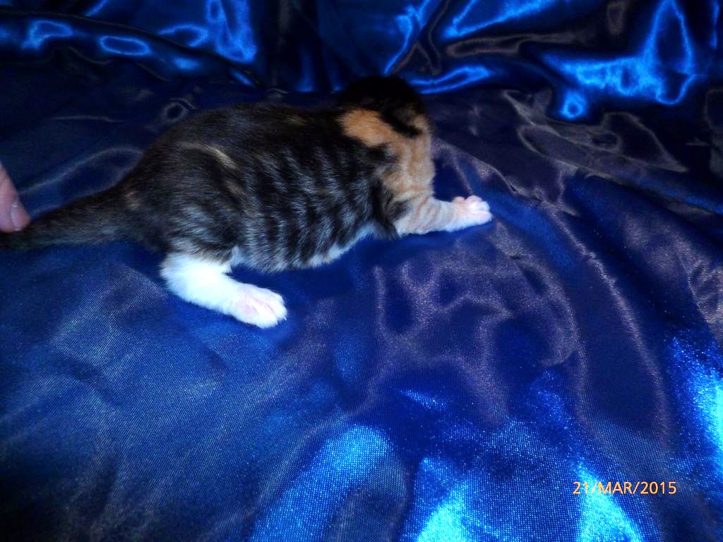 Gatti Norvegesi - cuccioli