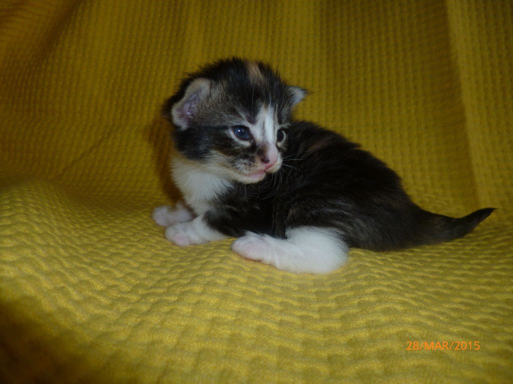 Gatti Norvegesi - cuccioli
