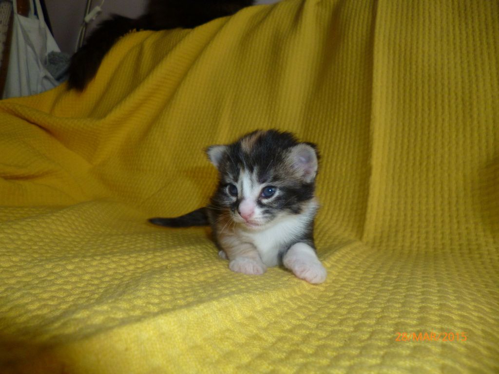 Gatti Norvegesi - cuccioli