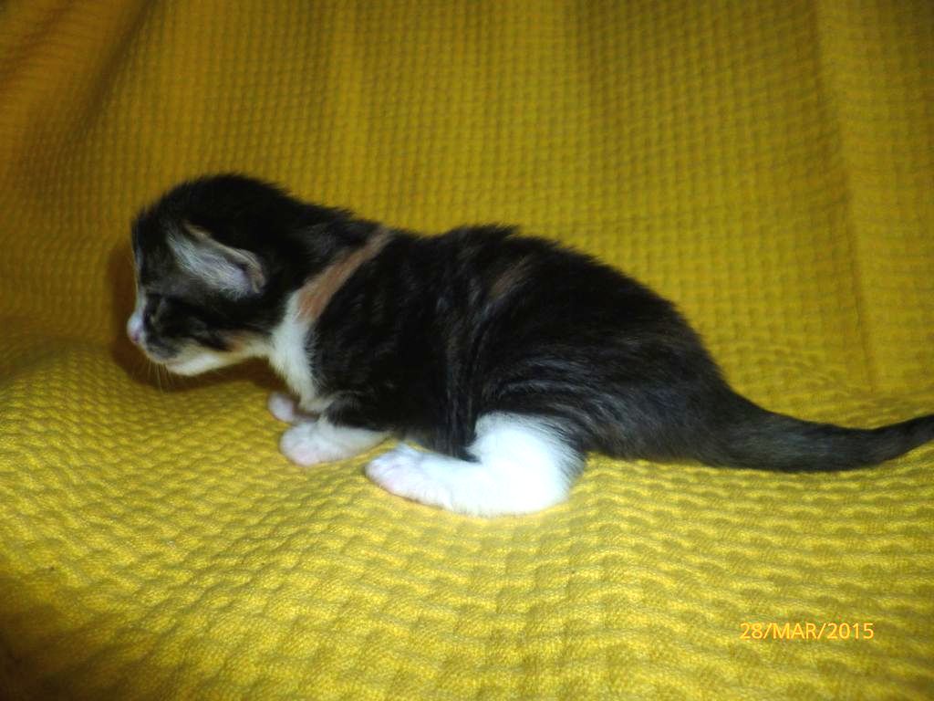 Gatti Norvegesi - cuccioli