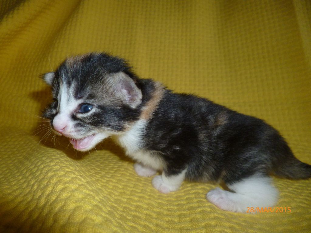 Gatti Norvegesi - cuccioli