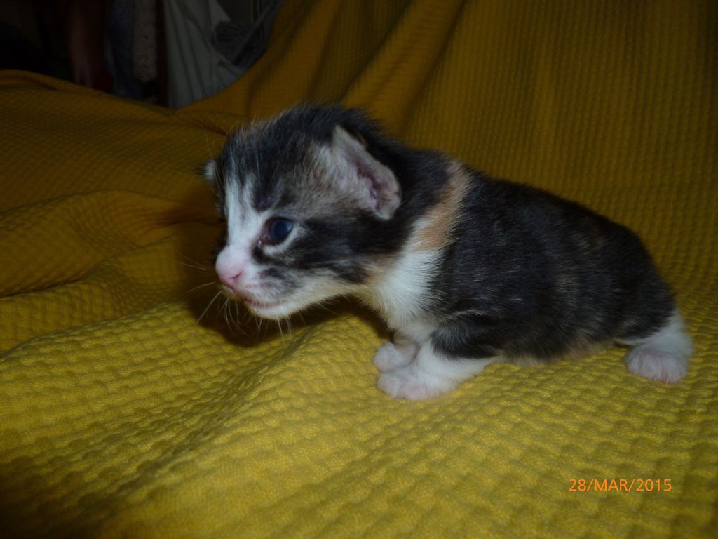 Gatti Norvegesi - cuccioli