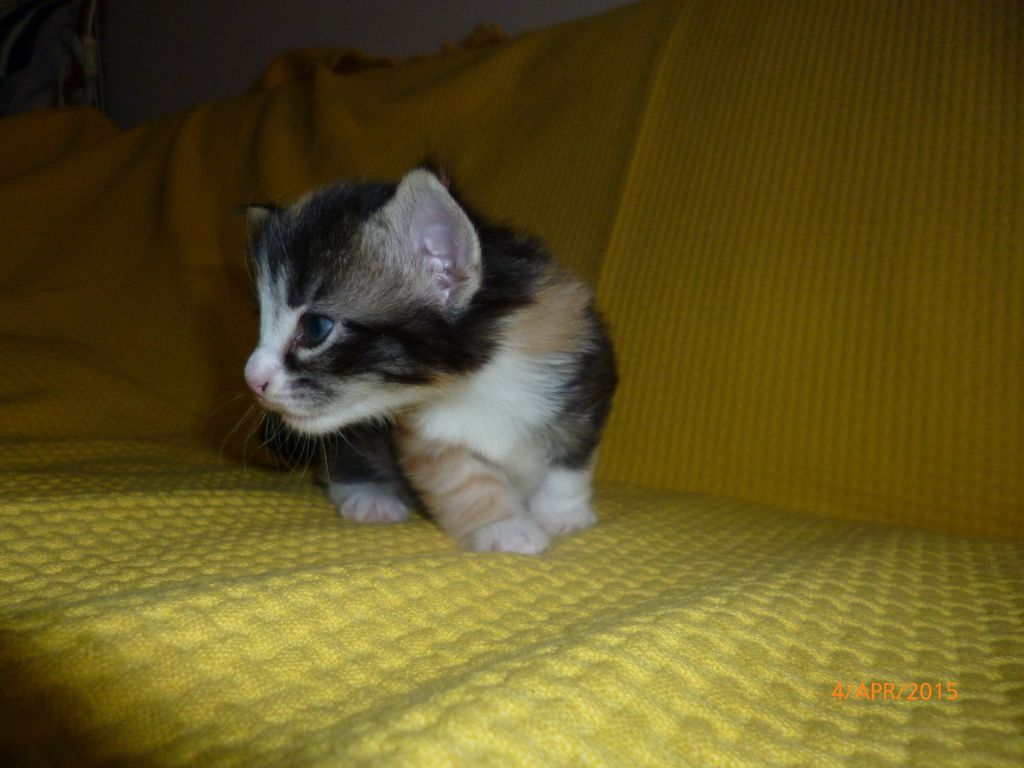 Gatti Norvegesi - cuccioli