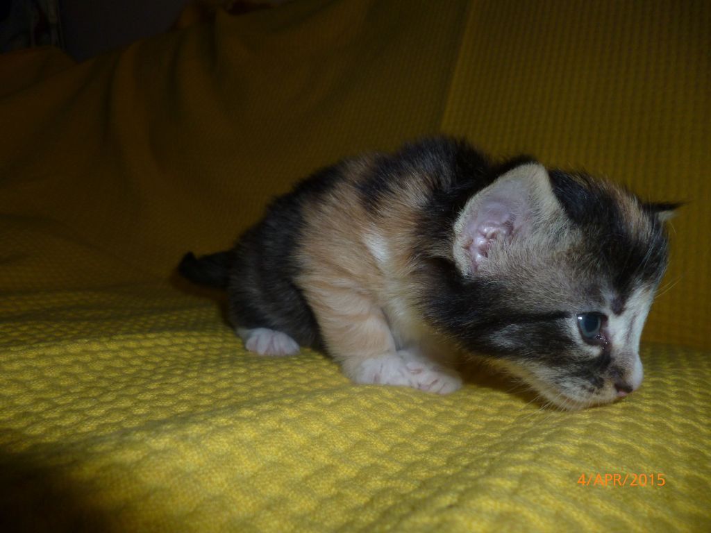 Gatti Norvegesi - cuccioli