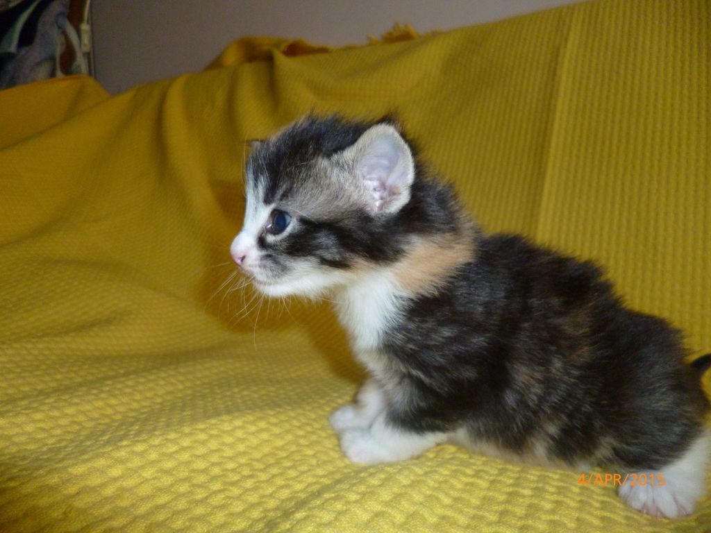 Gatti Norvegesi - cuccioli