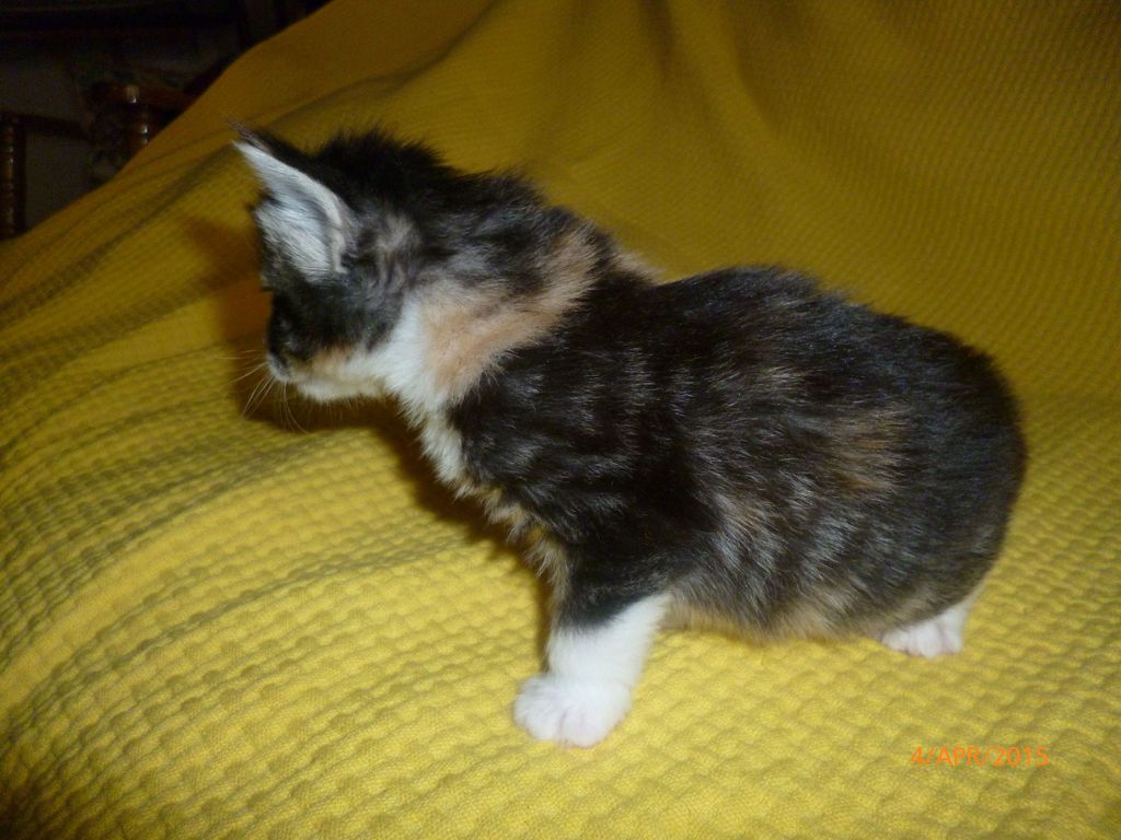 Gatti Norvegesi - cuccioli