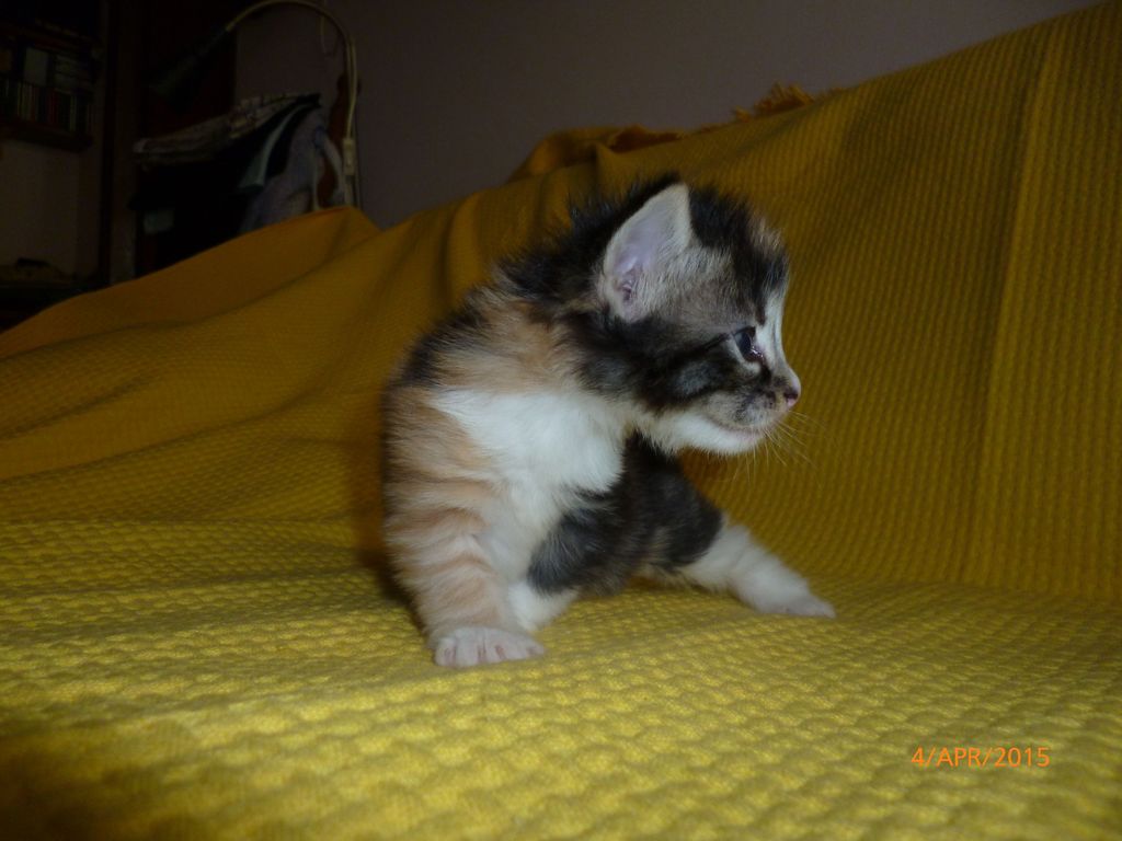 Gatti Norvegesi - cuccioli