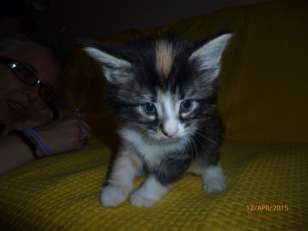 Gatti Norvegesi - cuccioli