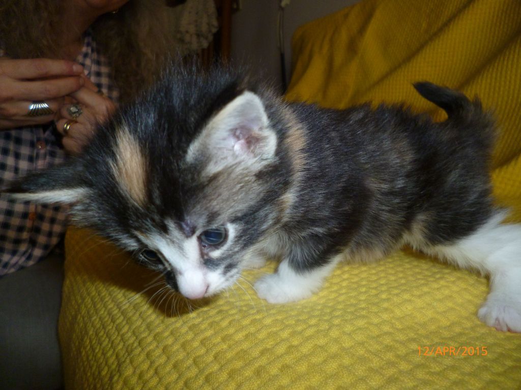 Gatti Norvegesi - cuccioli