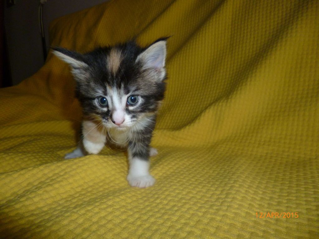 Gatti Norvegesi - cuccioli