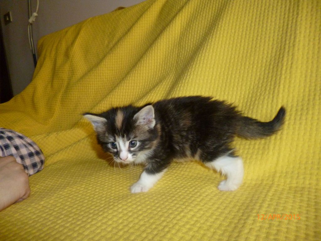 Gatti Norvegesi - cuccioli