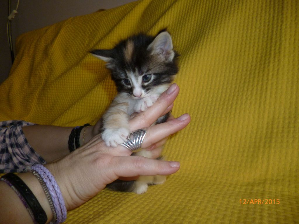 Gatti Norvegesi - cuccioli