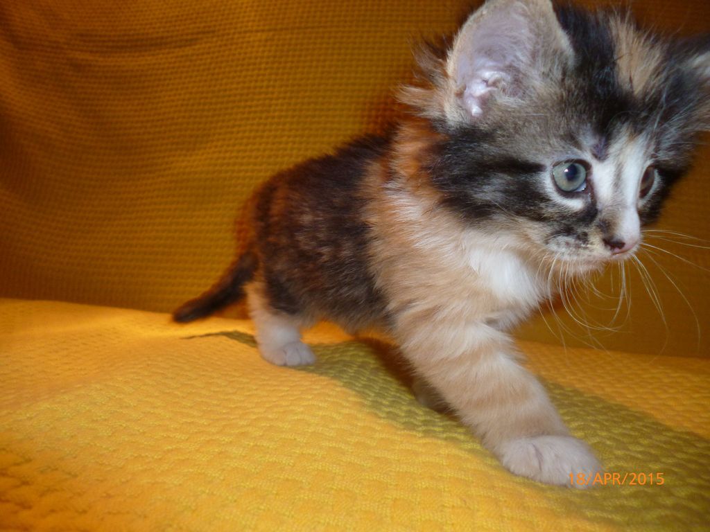 Gatti Norvegesi - cuccioli