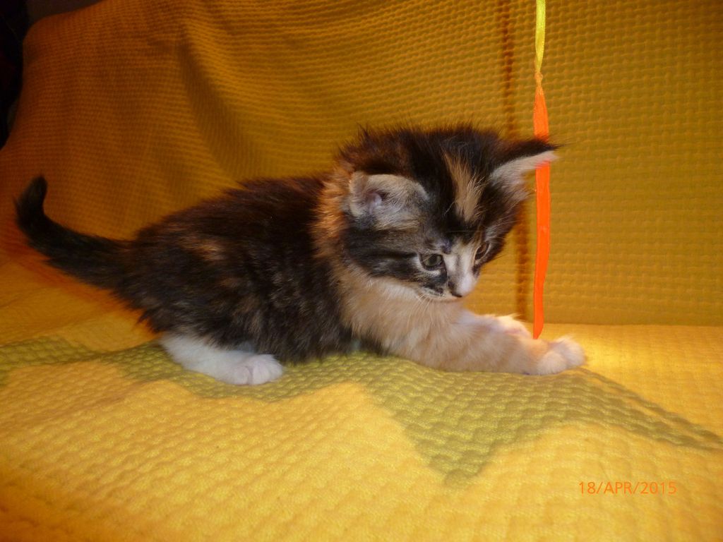 Gatti Norvegesi - cuccioli