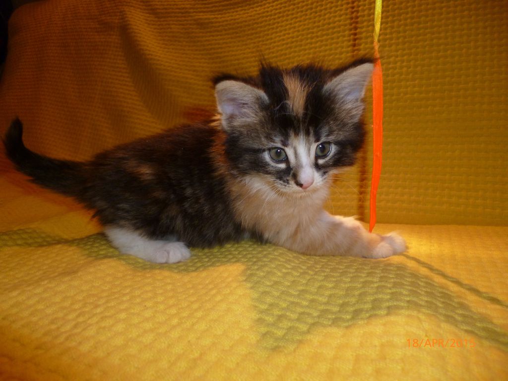 Gatti Norvegesi - cuccioli