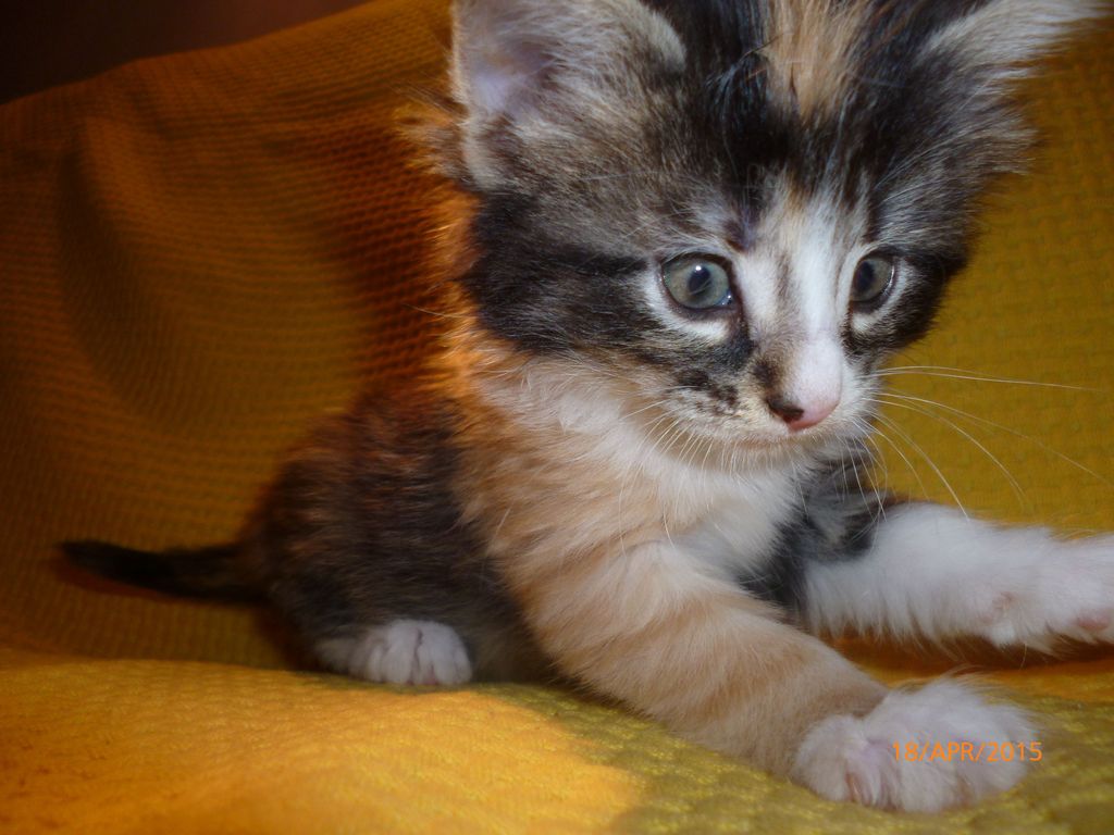 Gatti Norvegesi - cuccioli