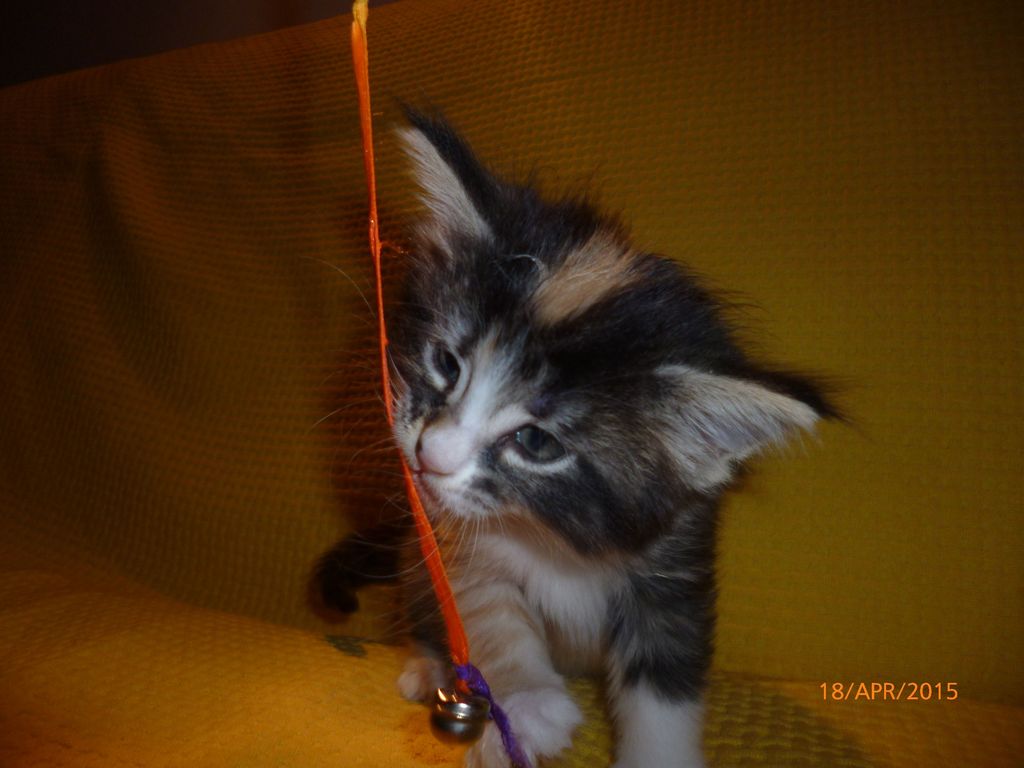 Gatti Norvegesi - cuccioli