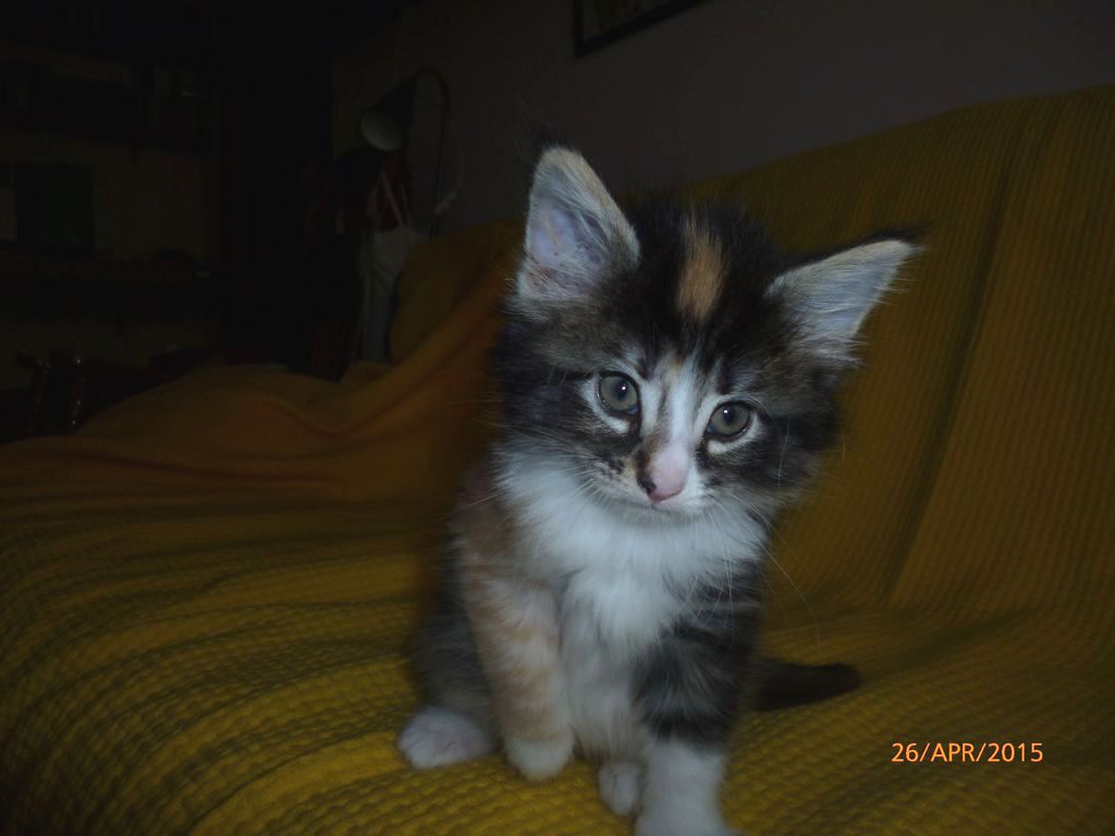 Gatti Norvegesi - cuccioli