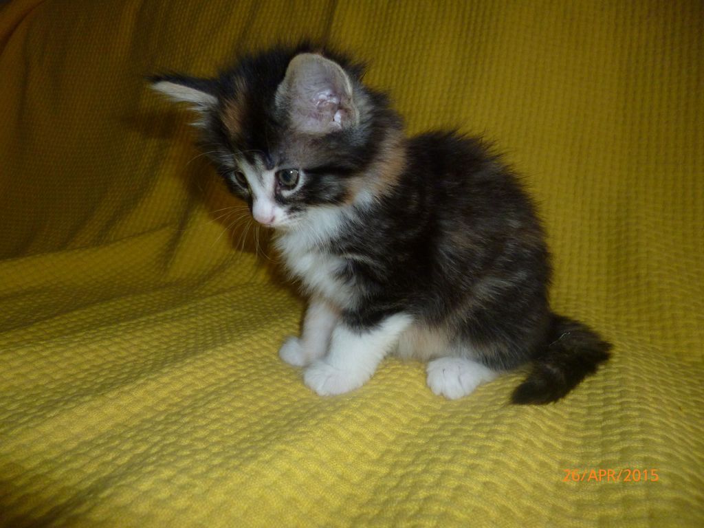 Gatti Norvegesi - cuccioli