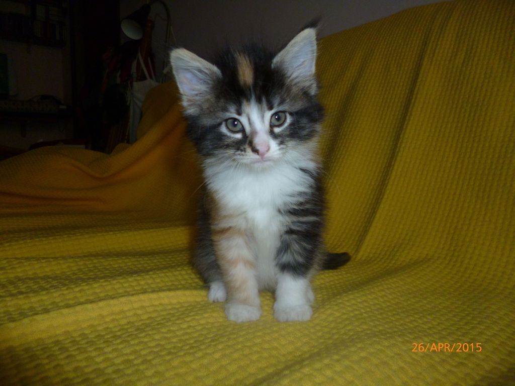Gatti Norvegesi - cuccioli