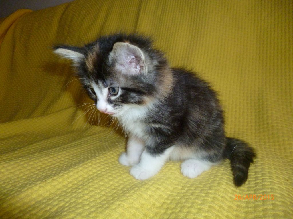 Gatti Norvegesi - cuccioli