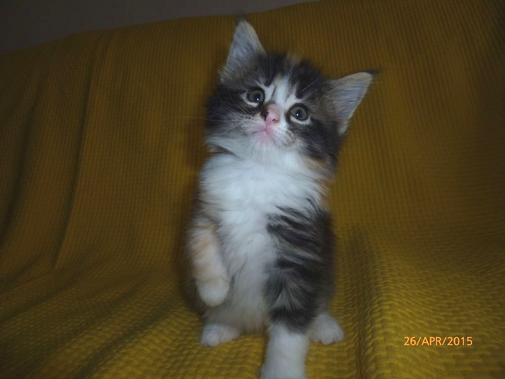 Gatti Norvegesi - cuccioli