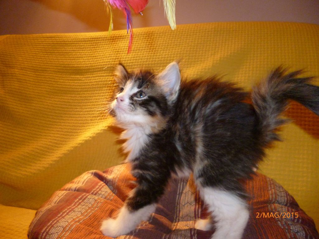 Gatti Norvegesi - cuccioli